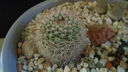 Parodia dichroacantha (Parodia microsperma)