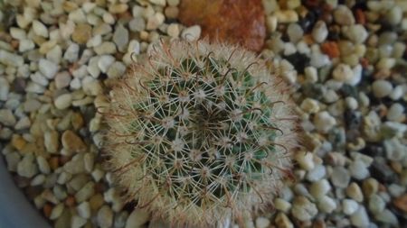 Parodia dichroacantha (Parodia microsperma)