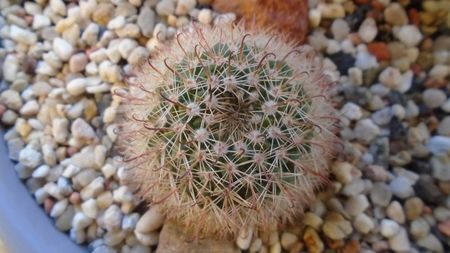 Parodia dichroacantha (Parodia microsperma)