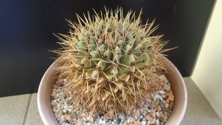 Notocactus buiningii (Parodia buiningii)