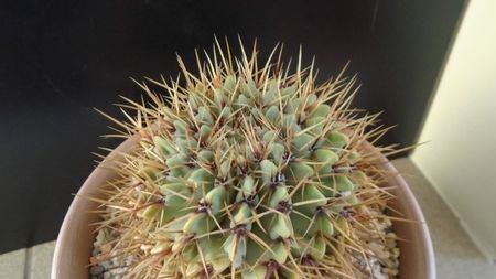 Notocactus buiningii (Parodia buiningii)