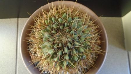 Notocactus buiningii (Parodia buiningii)