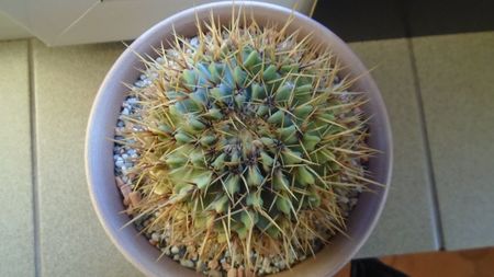 Notocactus buiningii (Parodia buiningii)