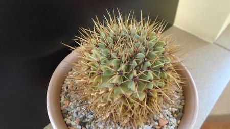 Notocactus buiningii (Parodia buiningii)