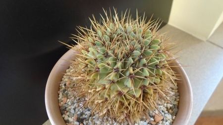 Notocactus buiningii (Parodia buiningii)