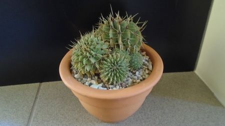 Notocactus buiningii (Parodia buiningii)