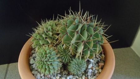 Notocactus buiningii (Parodia buiningii)