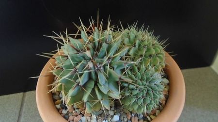 Notocactus buiningii (Parodia buiningii)