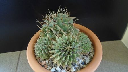 Notocactus buiningii (Parodia buiningii)