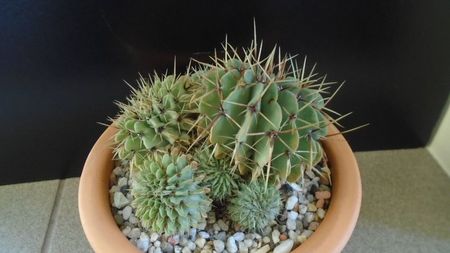 Notocactus buiningii (Parodia buiningii)