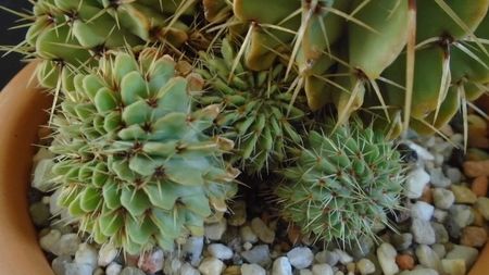 Notocactus buiningii (Parodia buiningii)