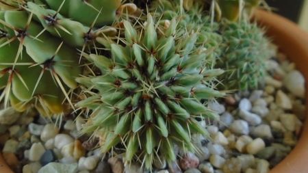 Notocactus buiningii (Parodia buiningii)