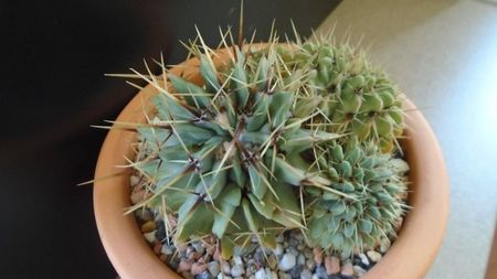 Notocactus buiningii (Parodia buiningii)