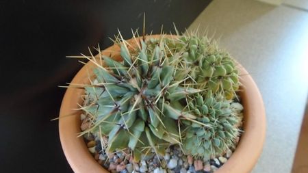 Notocactus buiningii (Parodia buiningii)