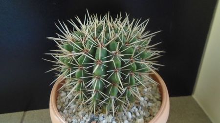 Notocactus mammulosus (Parodia mammulosa)