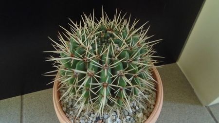 Notocactus mammulosus (Parodia mammulosa)