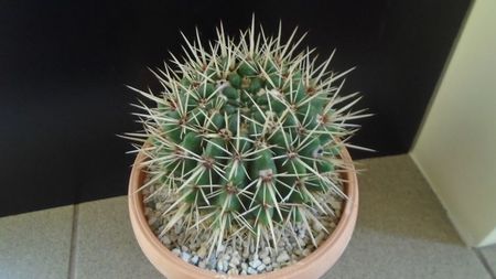 Notocactus mammulosus (Parodia mammulosa)