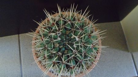 Notocactus mammulosus (Parodia mammulosa)