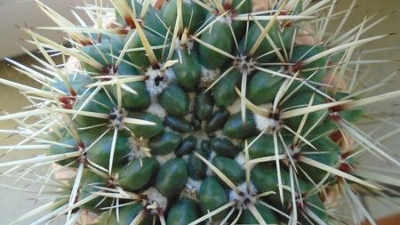 Notocactus mammulosus (Parodia mammulosa)