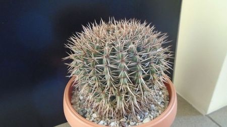 Notocactus bommeljei (Parodia tabularis ssp. bommeljei)