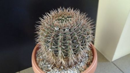 Notocactus bommeljei (Parodia tabularis ssp. bommeljei)