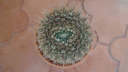 Notocactus bommeljei (Parodia tabularis ssp. bommeljei)