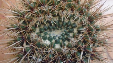 Notocactus bommeljei (Parodia tabularis ssp. bommeljei)