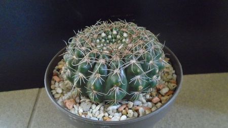 Notocactus uebelmannianus (Parodia werneri)