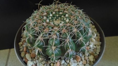 Notocactus uebelmannianus (Parodia werneri)