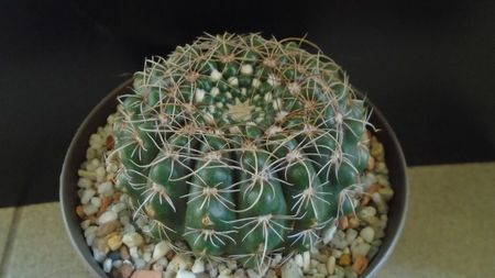 Notocactus uebelmannianus (Parodia werneri)