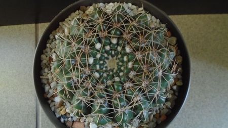 Notocactus uebelmannianus (Parodia werneri)