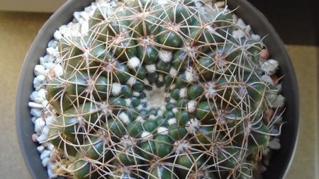 Notocactus uebelmannianus (Parodia werneri)