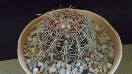 Notocactus concinnus (Parodia concinna)