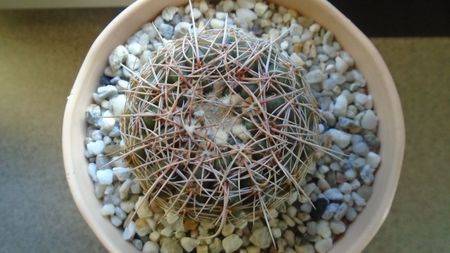 Notocactus concinnus (Parodia concinna)