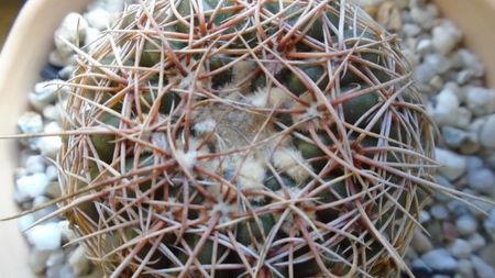 Notocactus concinnus (Parodia concinna)