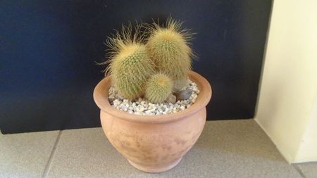 Notocactus leninghausii (Parodia leninghausii)