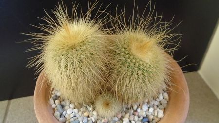 Notocactus leninghausii (Parodia leninghausii)