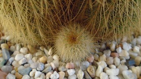 Notocactus leninghausii (Parodia leninghausii)