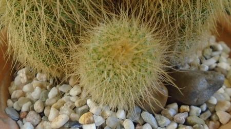 Notocactus leninghausii (Parodia leninghausii)