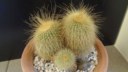 Notocactus leninghausii (Parodia leninghausii)