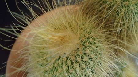 Notocactus leninghausii (Parodia leninghausii)