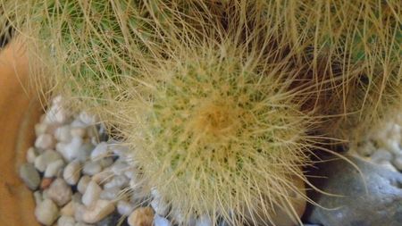 Notocactus leninghausii (Parodia leninghausii)