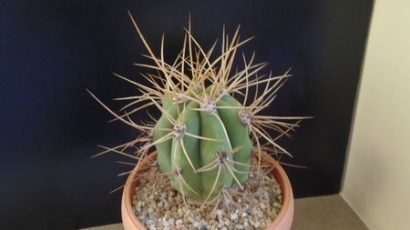 Trichocereus terscheckii (Echinopsis)