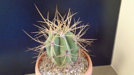 Trichocereus terscheckii (Echinopsis)