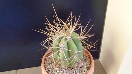 Trichocereus terscheckii (Echinopsis)