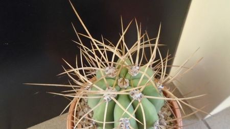 Trichocereus terscheckii (Echinopsis)