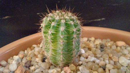 Echinopsis hb. f. variegata