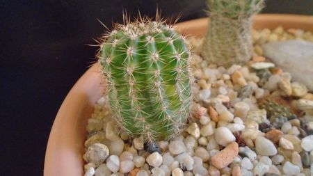 Echinopsis hb. f. variegata