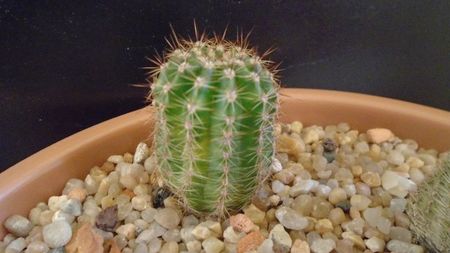 Echinopsis hb. f. variegata