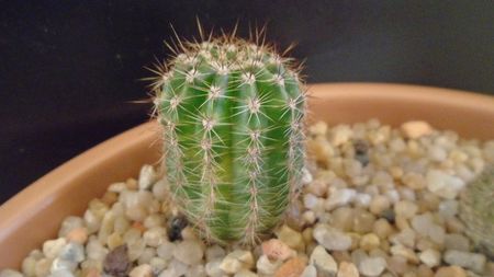 Echinopsis hb. f. variegata